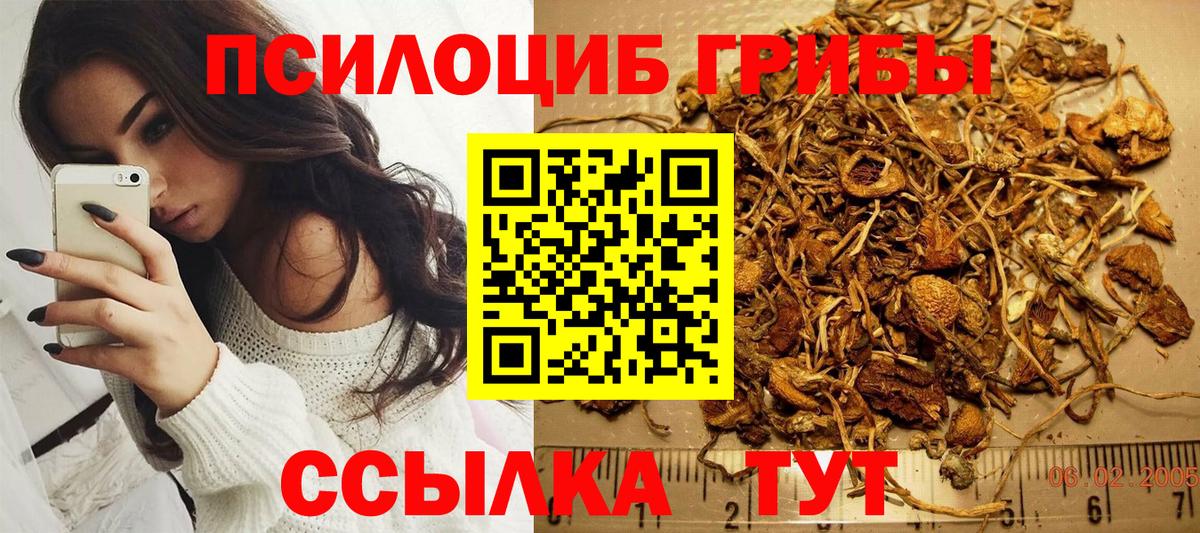 Псилоцибиновые грибы Psilocybe  Томск 